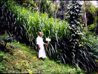 Sri Lankan forest garden