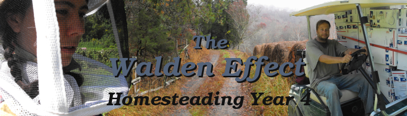 The Walden Effect: Homesteading Year 4. Farming, simple living, permaculture, and invention.