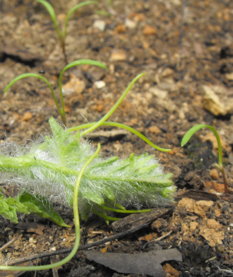 Carrot seedlings