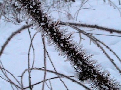 Wineberry in the snow