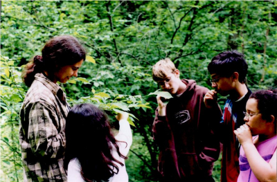 Eating spicebush leaves