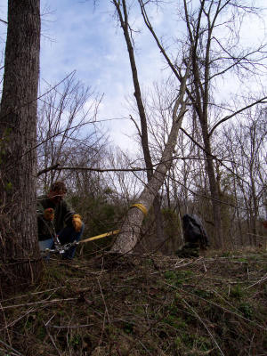 Mark winching a fallen tree