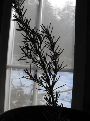 Silhouetted rosemary