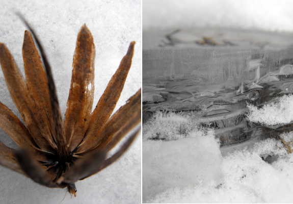 Thick ice and a tulip-tree seed pod in the snow