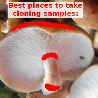 Best locations to clone a mushroom