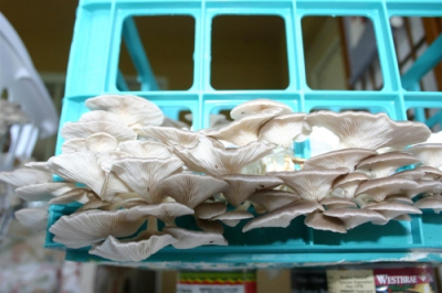 Growing oyster mushrooms on cardboard in a milk crate