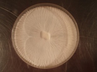 Mushroom mycelium on a petri dish