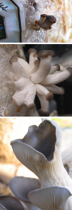 Expanding oyster mushroom primordia