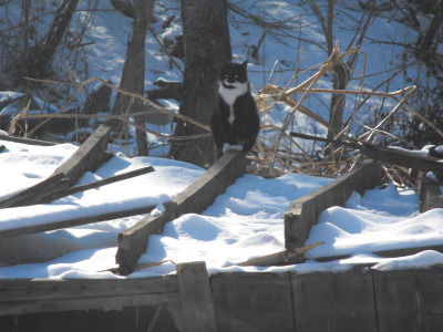 Strider sitting on what remains of the old house