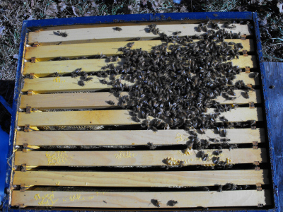 Cluster of honey bees on a super