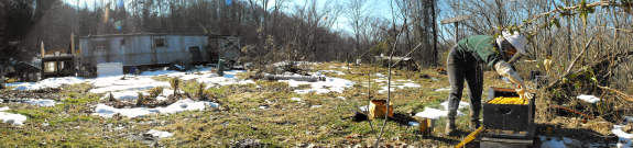 Winter honey bee hive check