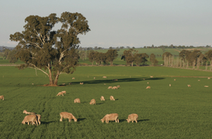 Grazing sheep on wheat