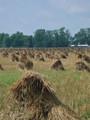 Wheat shock