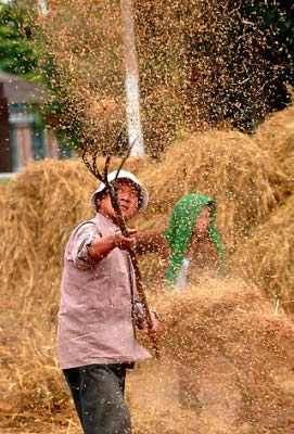 Winnowing grain