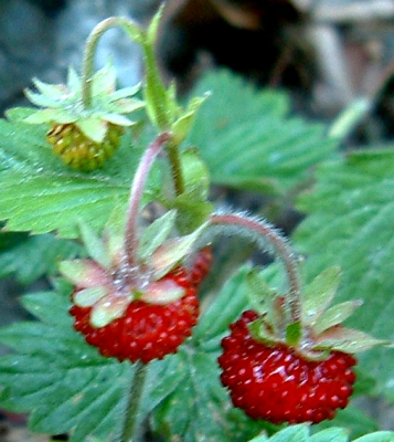Alpine strawberry fruit