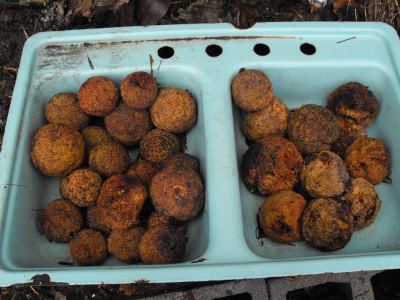 Osage orange fruits rotting down to seed pulp.