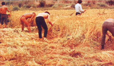 Fukuoka's do-nothing farming, harvesting the grains