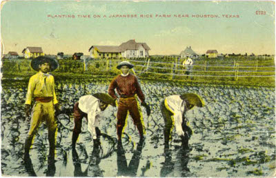 Postcard of a Japanese farm in Texas