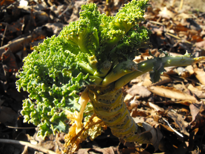 Kale in January