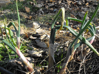 Egyptian onions in January