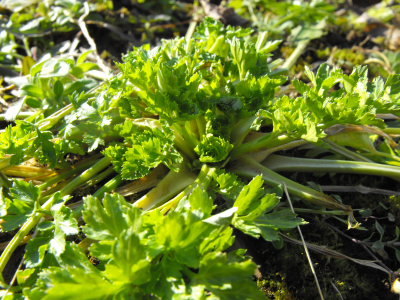 Parsley in January