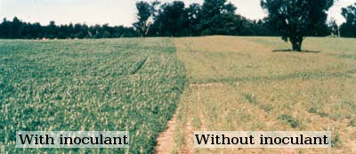 Comparison of a field with and without inoculant.