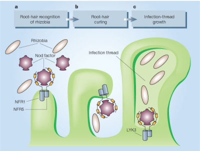 Nitrogen-fixing bacteria infecting a root