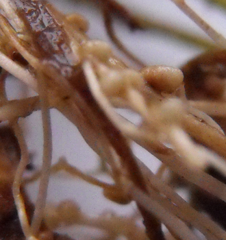Nodule on clover roots for nitrogen-fixing bacteria