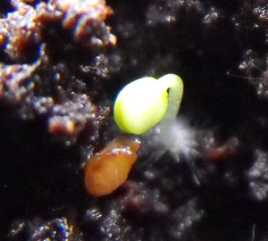 Alpine strawberry seed curling out of its seed case