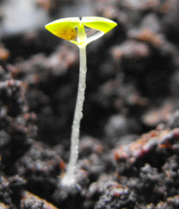 Alpine strawberry seedling