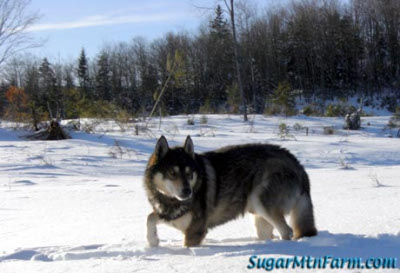 Dog in the snow from Sugar Mountain Farm