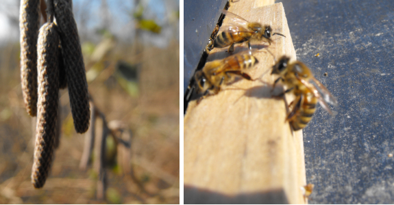 Hazel catkins and honeybees