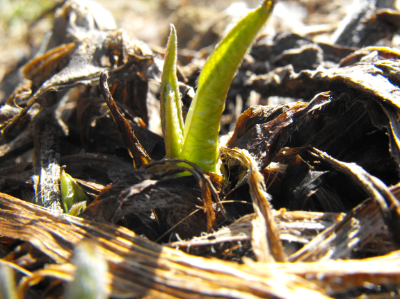 New comfrey leaves