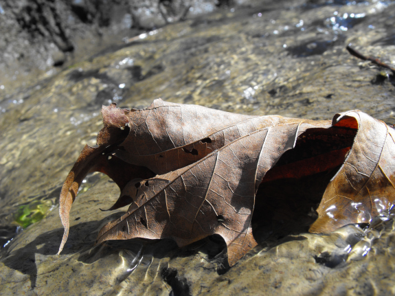 Sycamore leaf in the creek