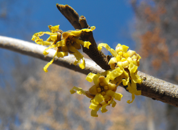 Witch-hazel flower