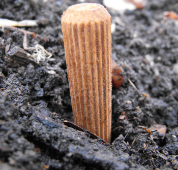 Planting a morel plug