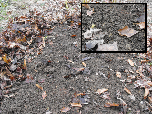 Bare soil under leaf mulch