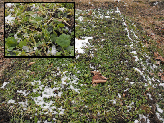 Un-mulched garden bed covered with weeds