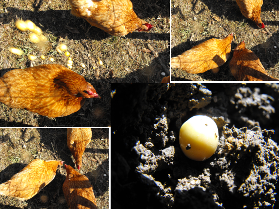 Snow pea in the ground, and feeding extra peas to chickens