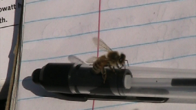 Honeybee on my pen.