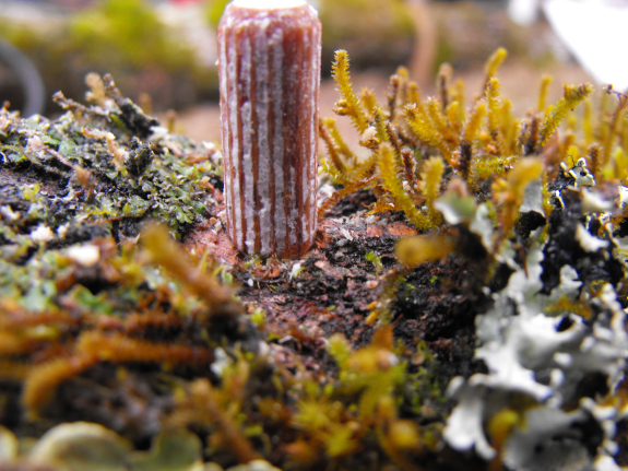 Oyster mushroom plug going into a log covered with lichen and moss.