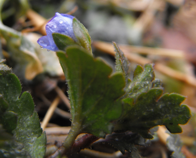 Blooming speedwell