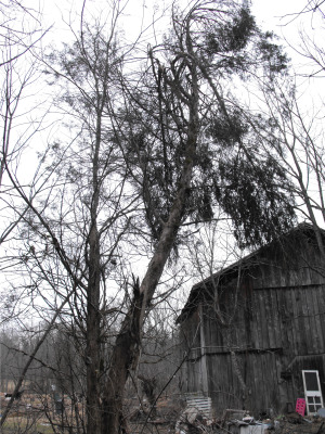 Bent red cedar against the barn