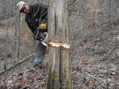 Girdling a red cedar tree