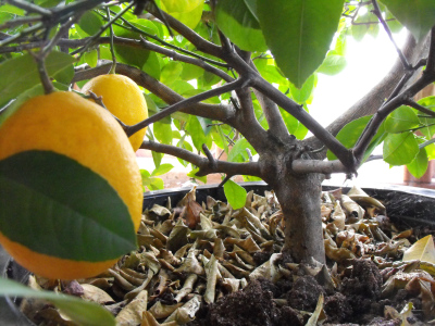 Dwarf Meyer Lemon tree