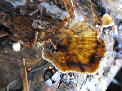 Turkey tail mushroom on a shiitake log.