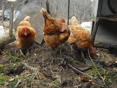 Chickens tilling up loose soil