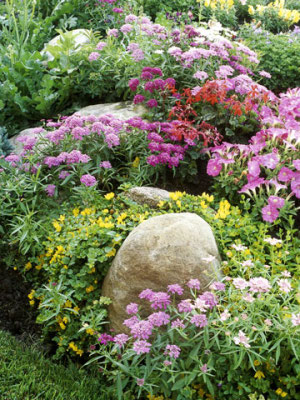 Flowers in a cottage garden are spaced close together