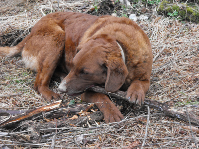 Lucy chewing on a stick.