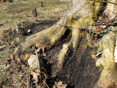 Decaying stump dirt at the base of an old stump